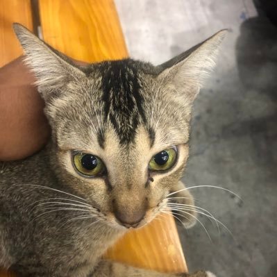 thepredictor012's profile picture. Talk about weather, crypto, future and forecast