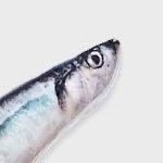 구룡포과메기 (@9ryongfish) 's Twitter Profile Photo