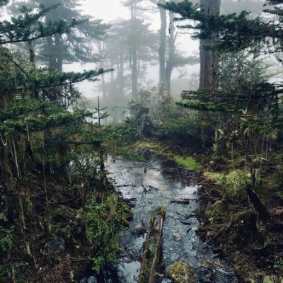 ToniLynch172863's profile picture. 