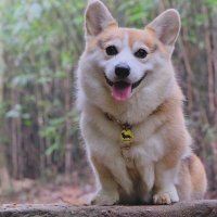 Corgi daily life(@corgidailylife) 's Twitter Profile Photo