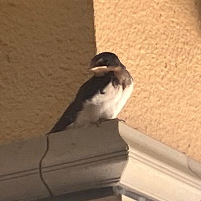 3cKTYj6DkjRxjql's profile picture. トレーナーID : 760 244 464