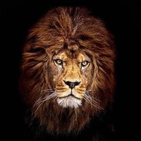 Aslan(@Aslan81344) 's Twitter Profile Photo