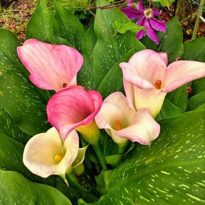 yViZhcEYUW16440's profile picture. 世界の民族舞踊愛好家。特にPolandとScotlandの踊りに魅了され専門的に踊っています。Polandのルブリン舞踊団では私の師匠が表彰され、友好団体提携を結んでいます。バレエ、スケートを観るのが好き♥️好きな食べ物は鶏肉（特に親鶏、種鶏？ラブ💕）、海老🦐西瓜、胡瓜、魚、駄菓子。🐶と暮らす#とりっこ🍲