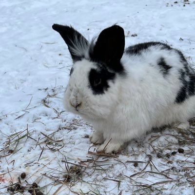 bunnyreads Profile Picture