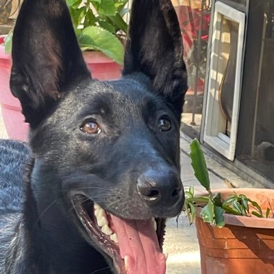 jvoic's profile picture. retired college educated union truck driver; husband to saint,father of 4, no tolerance for fools and cults; cancer survivor; master captain; expert fisherman