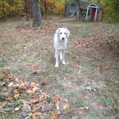 Cincinnati Reds, Indiana Pacers, DePauw University, my dogs Lost and Found, country living, Harris/Walz 2024