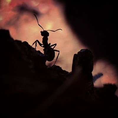 Jossaquatrail2's profile picture. N'arrêtons jamais d'explorer.
La fidélité à ses convictions est incontournable en Démocratie.