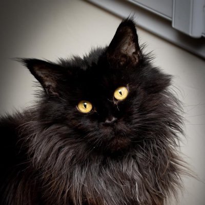 Photographe du dimanche, éleveur de maines coon à temps plein (chatterie Oté Ti’coon). Accessoirement leader de la Famille Aito, 2 clans.