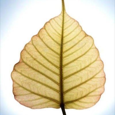 pranav_kode's profile picture. 