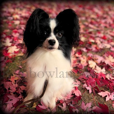We have been breeding Papillons for 20+ years. AKC registered, INT & CAN CH dogs! We ultimately have a passion to share this amazing breed with others!
