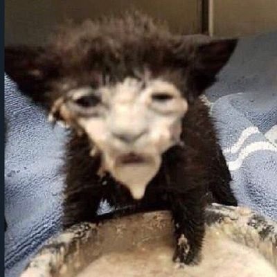 SingeBoonobo's profile picture. 