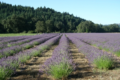 We are a family-based company offering certified organic lavender products that we lovingly create for the world. Love in a bottle, from our hearts to yours!