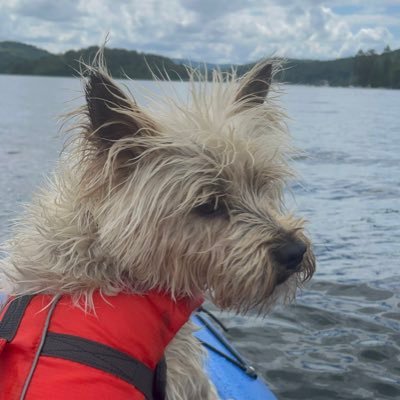 kayaknh's profile picture. Madeira + Azores = USA. Kayak on water. EV on land. On FSD most of the time. he/him.