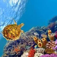 ❤️🪸If you want to donate you can support this organization: https://t.co/gK99WWJ0AG Lets save the Corals!
