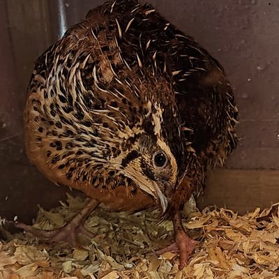 Tightan1's profile picture. No one.  Everyone.  GME Hodler.  Backyard quail egg gatherer.  Mealworm overload achieved!   Love Trump.  America and quail first.