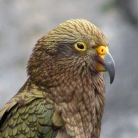 Kea (@thecuriouskea) 's Twitter Profile