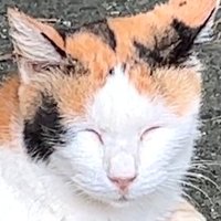 癒しにゃんず🐱(@meethealingcats) 's Twitter Profile Photo