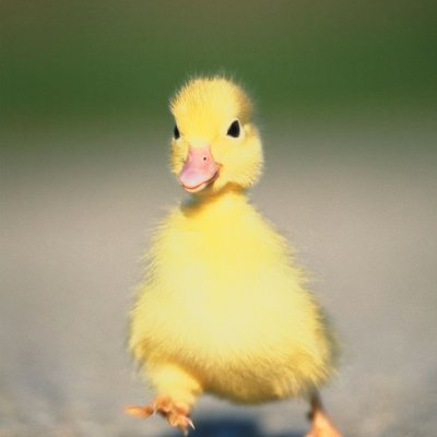 1xtable's profile picture. 