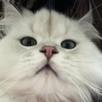 bran_s (@brandon_zzzzz) 's Twitter Profile