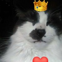 👑THE POLITICAL KITTY™️(@hermoneyness) 's Twitter Profile Photo