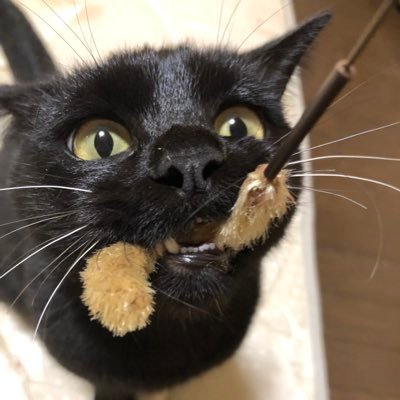 静岡県を中心に活動している大家ミヤモトです 大家ピヨピヨ一年生 先輩大家さんに支えられながら中古戸建買いました 静岡戸建4🈵千葉戸建1🈵加藤ひろゆきさんを崇めています 🫡 日本株、米国株ちょこっと🍫 本職は絵描き👩🎨 2025年中に戸建10戸アパート一棟買います民泊チャレンジ中です🏠