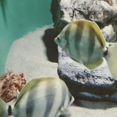 yura122023's profile picture. 揺らいだり満ち欠けしたり それもいいじゃない  / 執筆 /食 肴 ビール 音楽/ 酒場 / ZINE作家 / 肴がお酒が美しすぎる