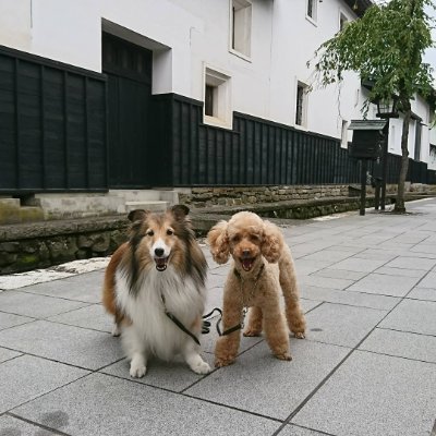 犬と一緒に御朱印集めが好きです