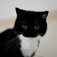 てん (@kewzbr) 's Twitter Profile