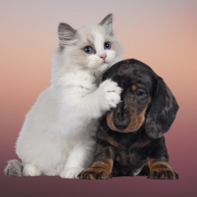 Pet SuperTop Shop offers a wide array of high-quality products for pets of all shapes and sizes. https://t.co/6KHEANsTmO