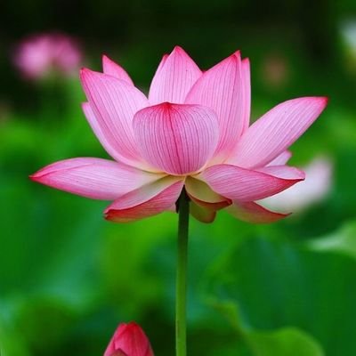 pramoddutta's profile picture. 