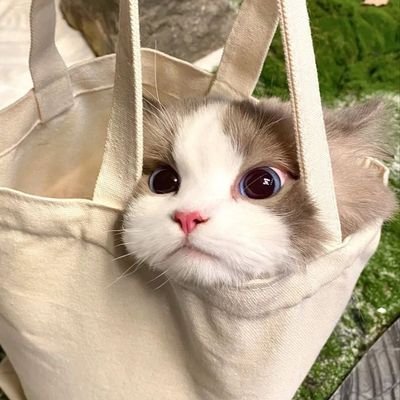 memmintmint's profile picture. อยากเป็นแมว