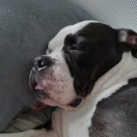 Kapanyc (@kapanyccs) 's Twitter Profile