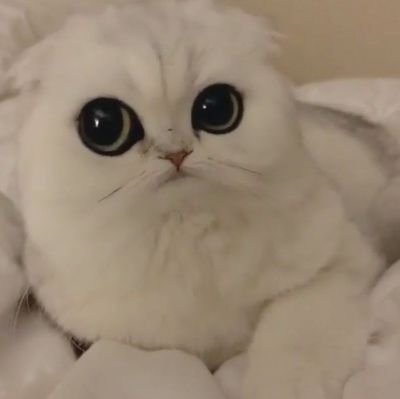 OwOkkubb's profile picture. 