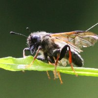 Fern and Bee(@fern_bee_moth) 's Twitter Profile Photo