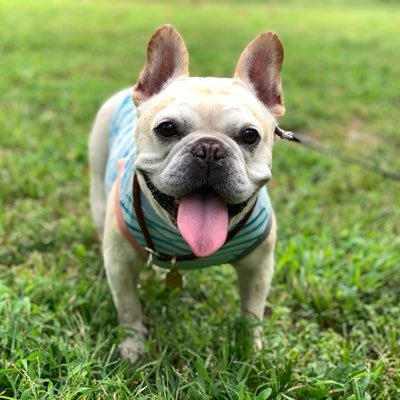 yasaimashiko's profile picture. ラジオと音楽と犬と🍜と🍰