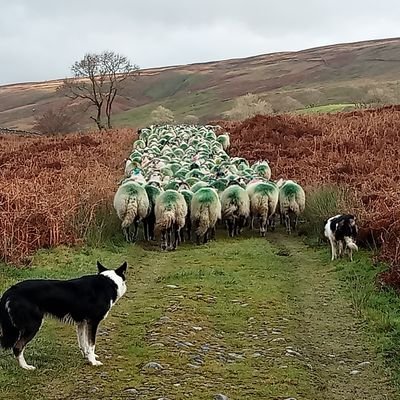 Hill sheep and beef farmer from Barbon, Cumbria/Lancs/N York's border. 1000 swaledale sheep, breeding North of England Mule lambs and pure swaledales.