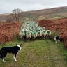 rpeds80's profile picture. Hill sheep and beef farmer from Barbon, Cumbria/Lancs/N York's border. 1000 swaledale sheep, breeding North of England Mule lambs and pure swaledales.