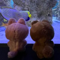 🐾 (@moa_5_foxrabbit) Twitter profile photo