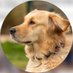 Golden Retriever (@retr89560) Twitter profile photo Golden Retriever (@retr89560) Twitter profile photo