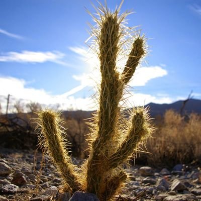 craxiom's profile picture. 