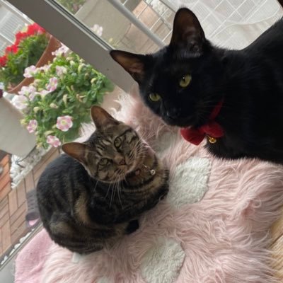 I6IpZJ0E4F8737's profile picture. 2013年1型糖尿病と診断… 🐈‍⬛  インスリン生活30代🐰 患者さんと繋がりたい情報共有したいです₍ᐢ•༝•⑅ᐢ₎ദ⸒⸒♡ʾʾDexcom G6/リブレ/ノボラピット/レべミル/トレシーバ  HbA1c 6.4