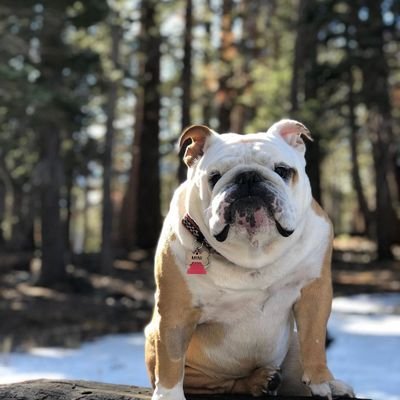 bulldoglovers23's profile picture. Bulldog