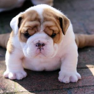 Welcome to 
@bulldog_c_club
🐕
🐕 We share daily #bulldog content🐕
Follow us if you really love❤️ #bulldog 🐕W
#englishbulldog #frenchbulldog
visit our store👇