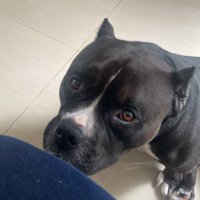 Thor, o american bully (@braddockcaipira) 's Twitter Profile Photo Thor, o american bully (@braddockcaipira) 's Twitter Profile Photo