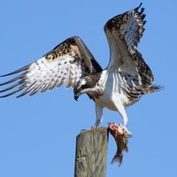 Simurg (@__etacarinae__) Twitter profile photo