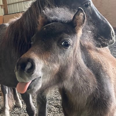 🌟Bruno the mini ⭐️Born 6/20/23 🌟follow us on all our socials to see him grow up @brunotheminihorse