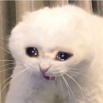 Chry_Rodrigueth's profile picture. Badi Potats❣
A Weeb Fruit with random content
- soft gorl-