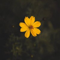 Victoria Stone (@victoriast96170) 's Twitter Profile