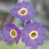 AlzFacts (@alzfacts) 's Twitter Profile Photo