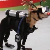 Snorklhuahua(@weinerdog4life) 's Twitter Profile Photo